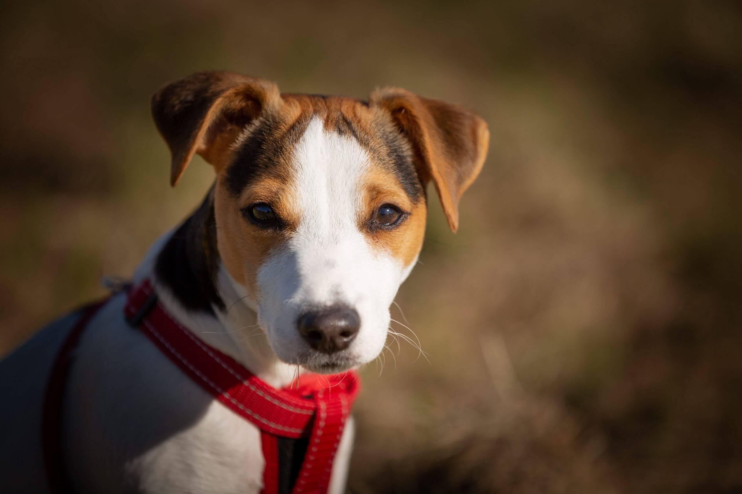 Jack Russell Terrier – pes, ktorý si ani na minútu neľahne