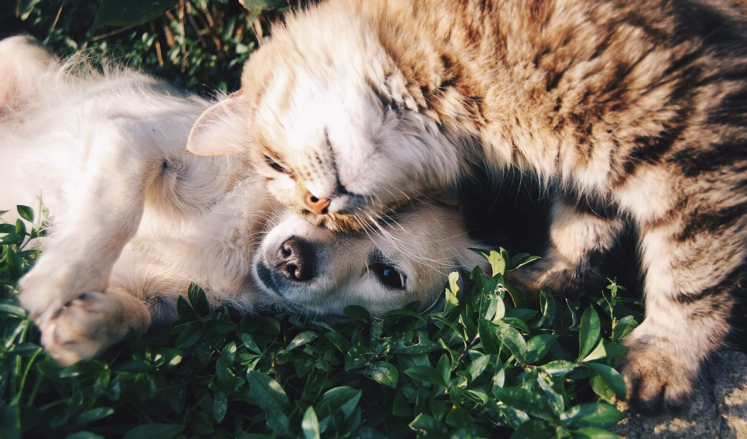 Čo o vás prezrádza láska k psom či mačkám?